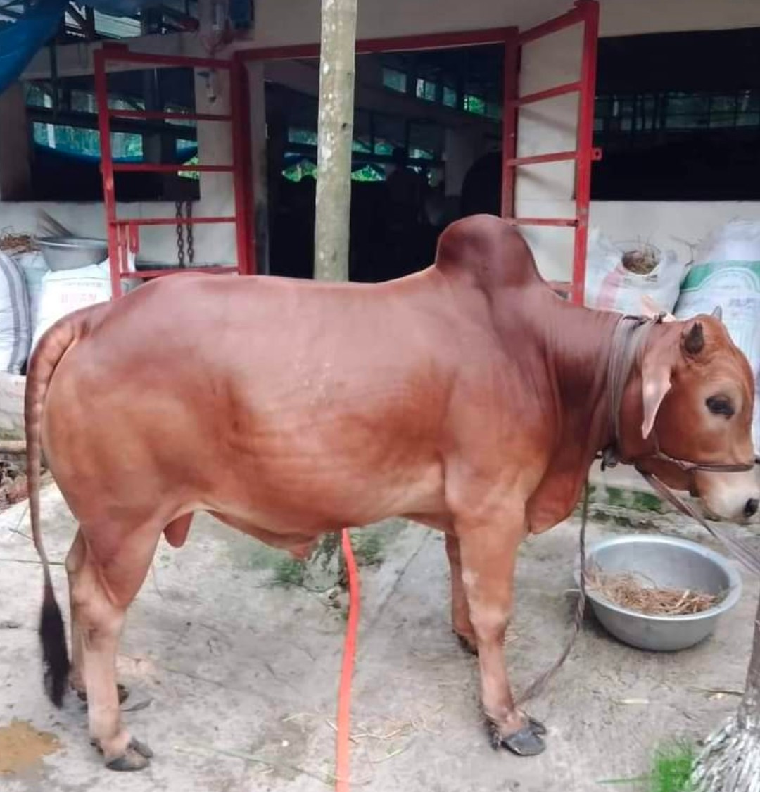 Cow